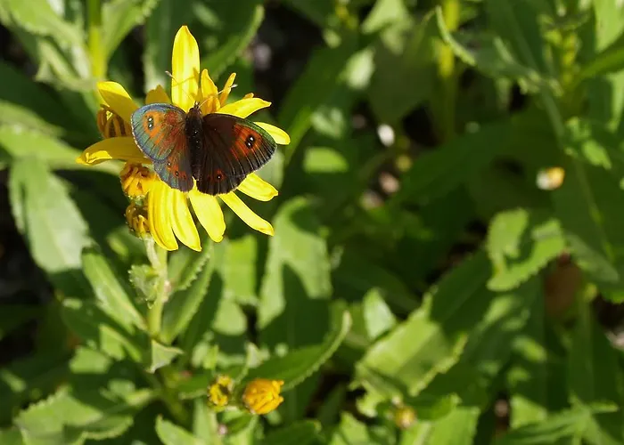 Lägenhet Estudio Calle Alta