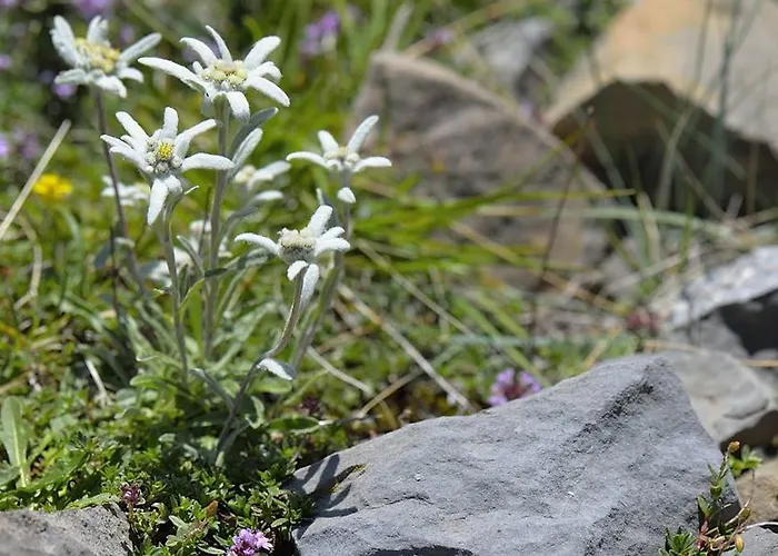 Lägenhet Estudio Calle Alta Plan